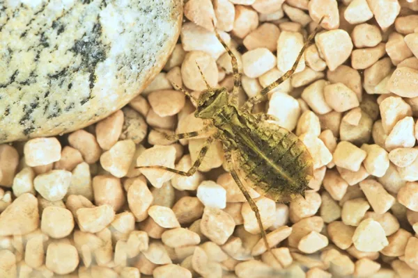 lesklice měděná - larva (2015)