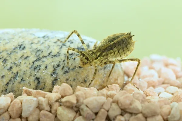 lesklice měděná - larva (2015)