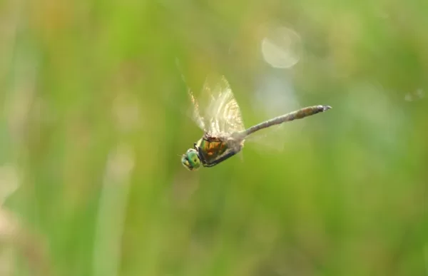 lesklice zelenavá ♂ (2014)