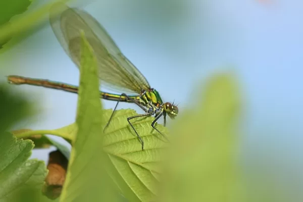 motýlice lesklá ♀ (2014)