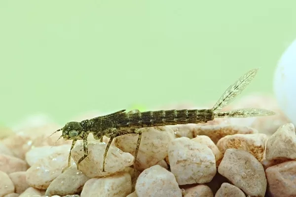 šidélko malé - larva (2014)