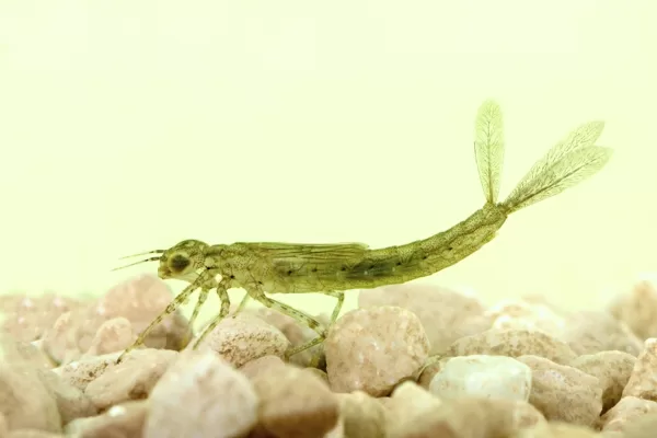 šidélko páskované - larva (2014)