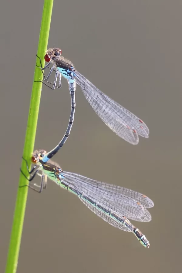 šidélko rudoočko ♂ + ♀ (2014)