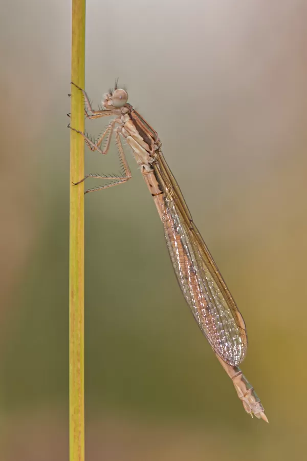 šídlatka hnědá ♀ (2013)