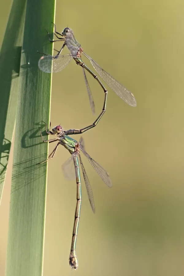 šídlatka velká ♂ + ♀ (2013)