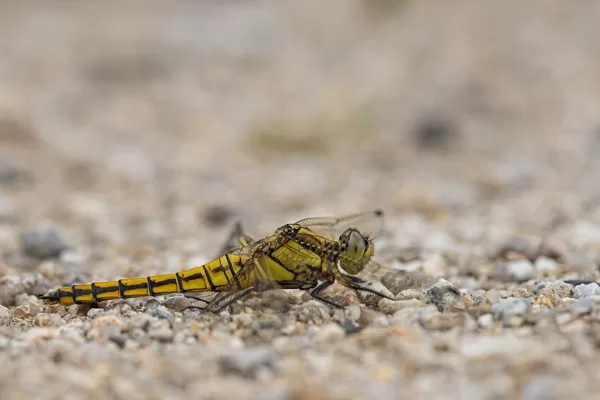 vážka černořitná ♀ (2020)