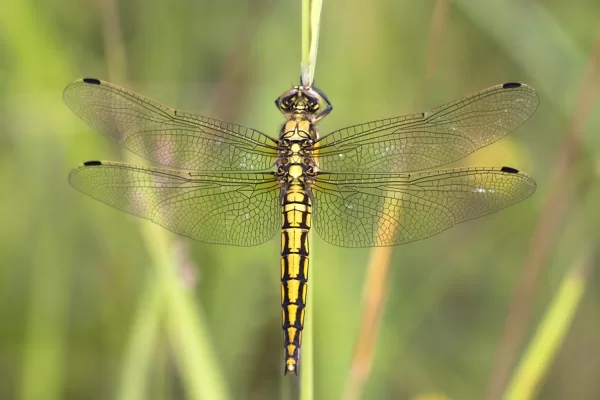 vážka černořitná ♀ (2016)