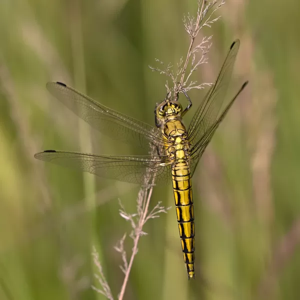 vážka černořitná ♀ (2016)
