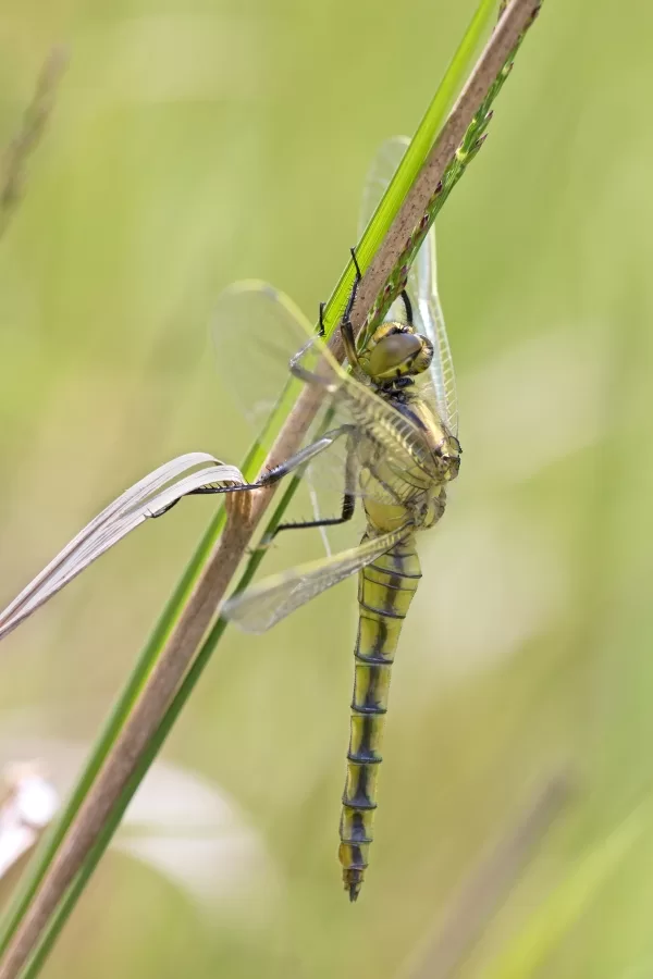 vážka černořitná ♀ (2014)