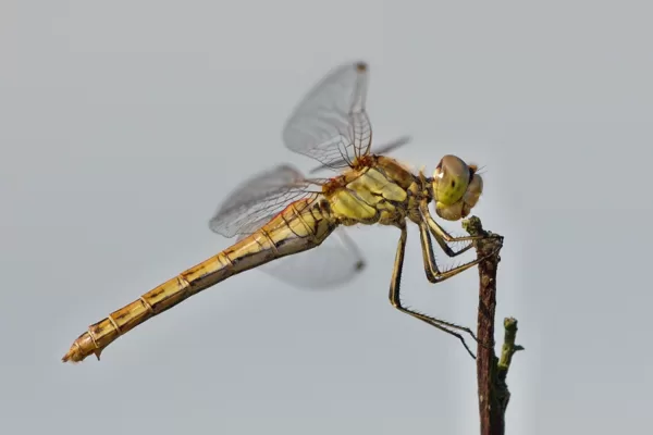 vážka obecná ♀ (2013)