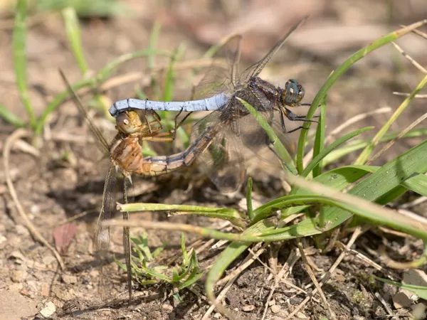 vážka žlutoskvrnná ♂ + ♀ (2015)