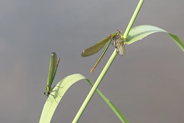 motýlice lesklá ♀ (2016)