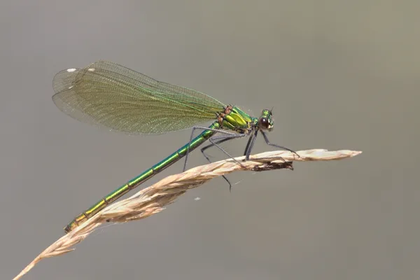 motýlice lesklá ♀ (2015)