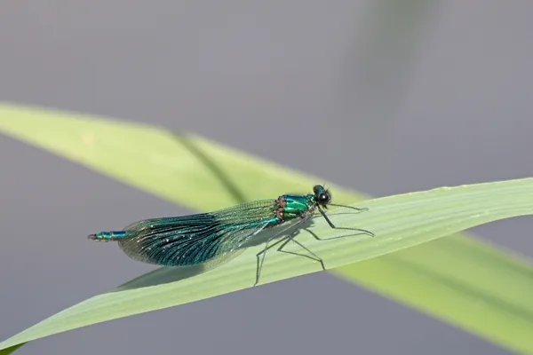 motýlice lesklá ♂ (2015)