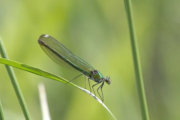 motýlice lesklá ♀ (2015)