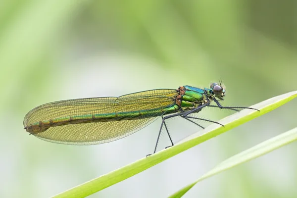 motýlice lesklá ♀ (2016)
