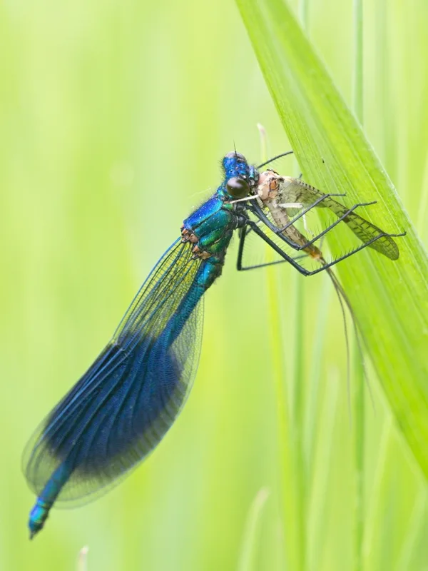 motýlice lesklá ♂ (2016)
