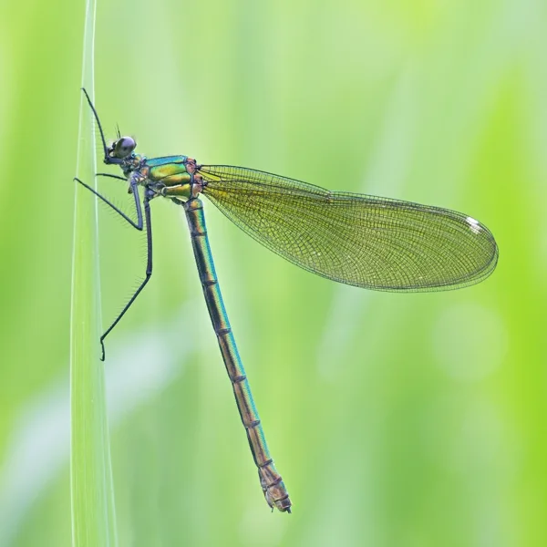 motýlice lesklá ♀ (2016)