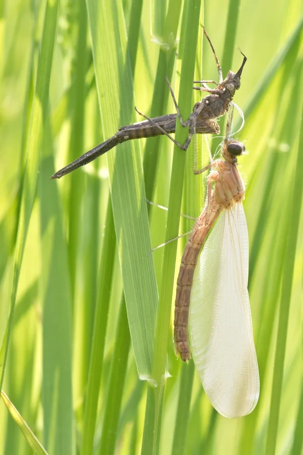 motýlice lesklá ♀ (2016)