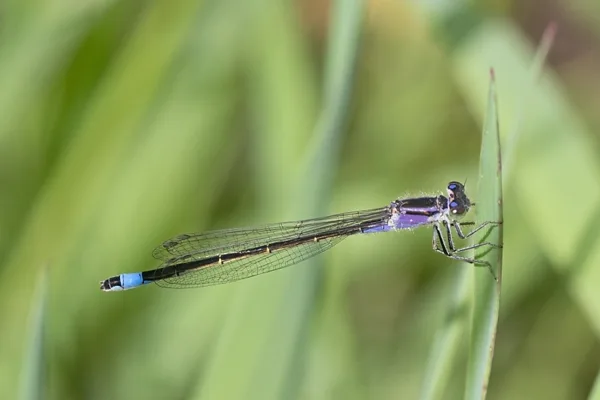 šidélko větší ♂ (2015)