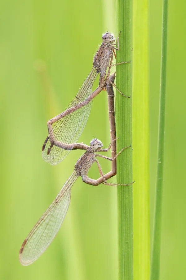 šídlatka kroužkovaná ♂ + ♀ (2016)