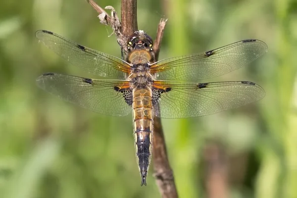vážka čtyřskvrnná ♂ (2016)