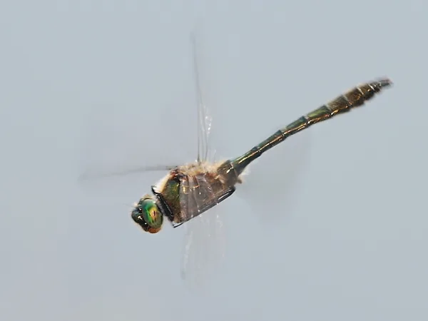 lesklice měděná ♂ (2013)