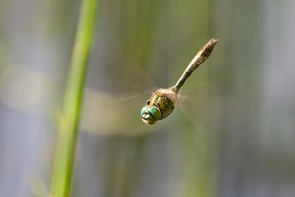 lesklice měděná ♂ (2013)