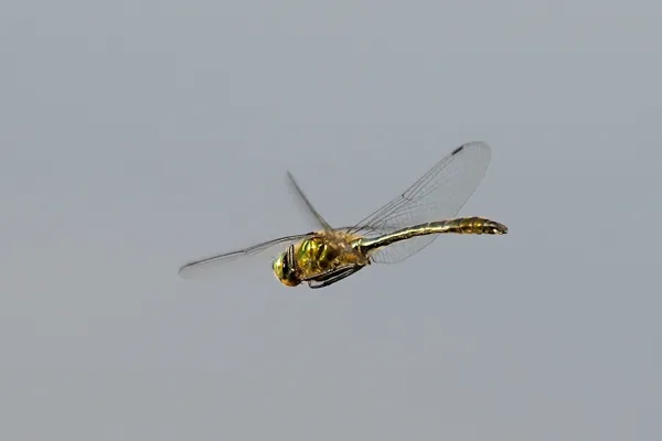 lesklice měděná ♂ (2013)