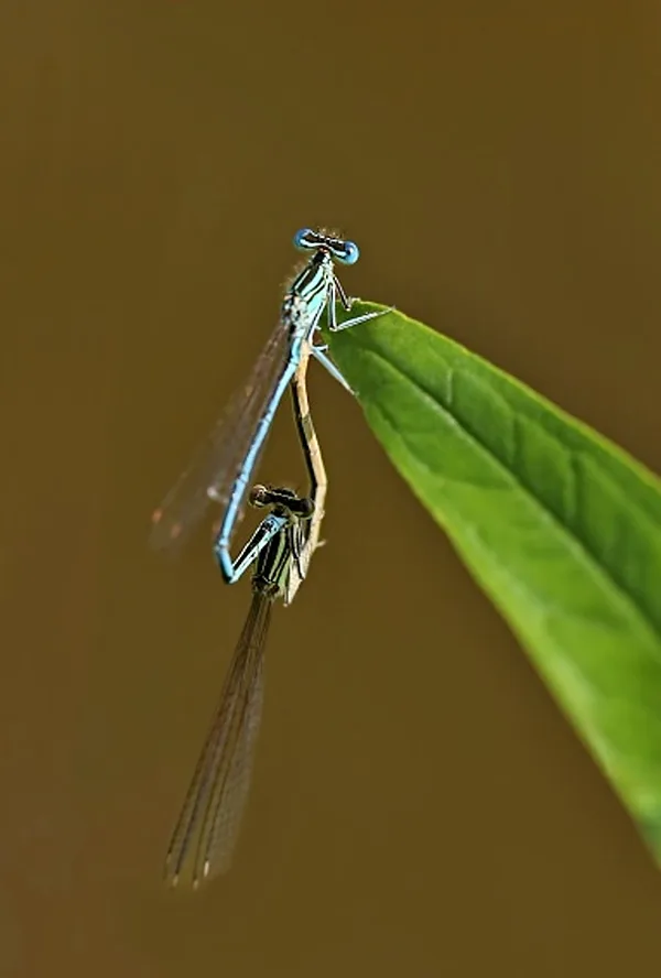 šidélko brvonohé ♂ + ♀ (2013)