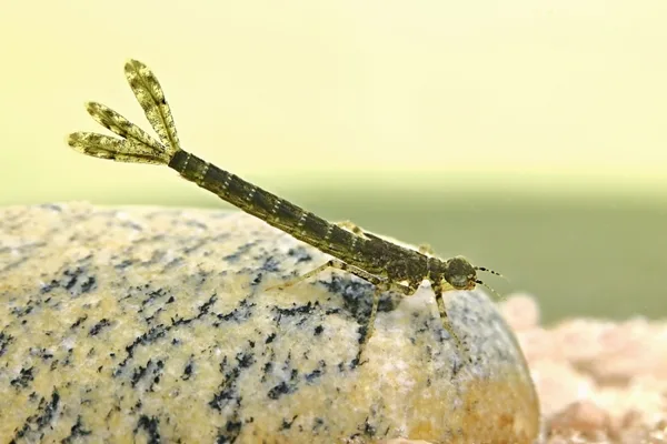 šidélko rudoočko - larva (2015)