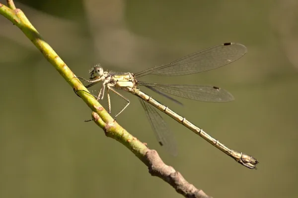 šídlatka tmavá ♀ (2013)