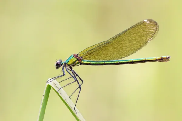 motýlice leská ♀ (2013)