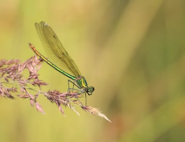 motýlice leská ♀ (2014)