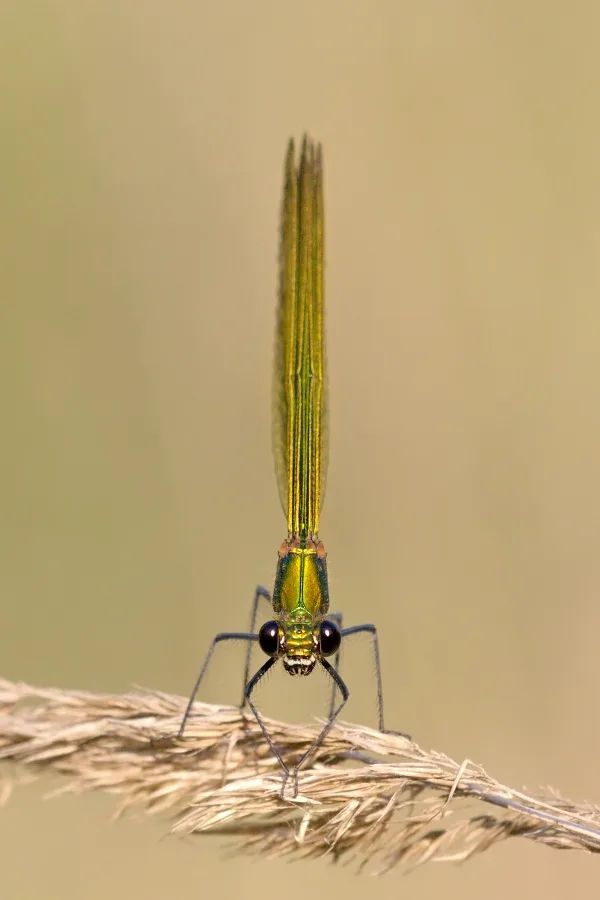 motýlice leská ♀ (2013)