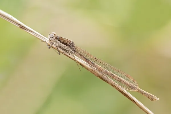 šídlatka hnědá ♀ (2015)