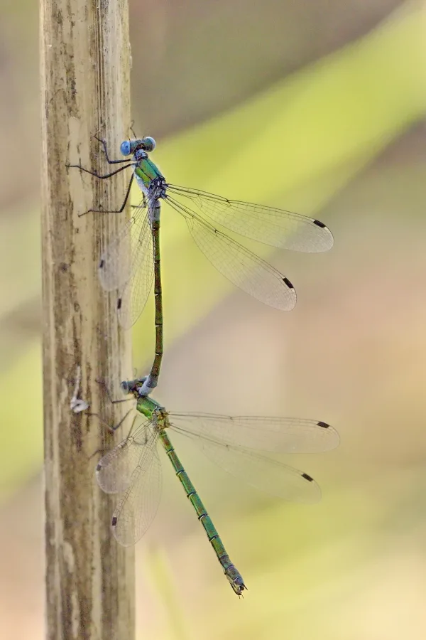 šídlatka tmavá ♂ + ♀ (2013)