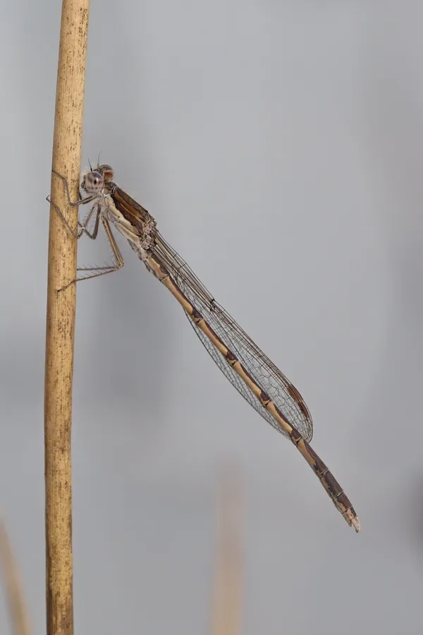 šídlatka hnědá ♂ (2018)