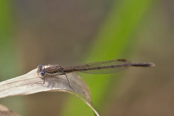 šídlatka hnědá ♂ (2015)