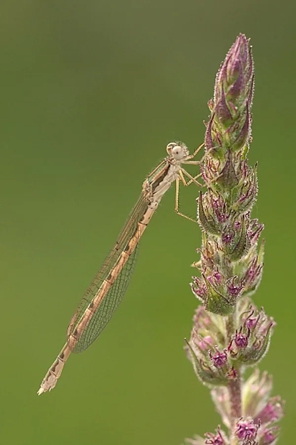 šídlatka hnědá ♀ (2015)