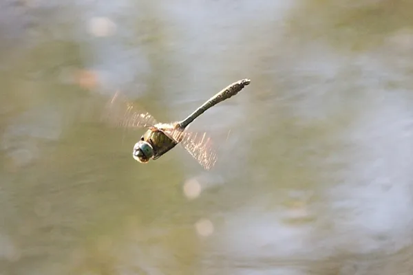 lesklice měděná ♂ (2015)