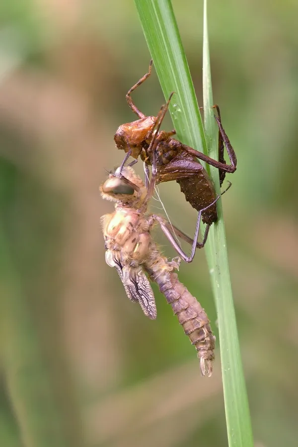 lesklice měděná ♂ (2015)