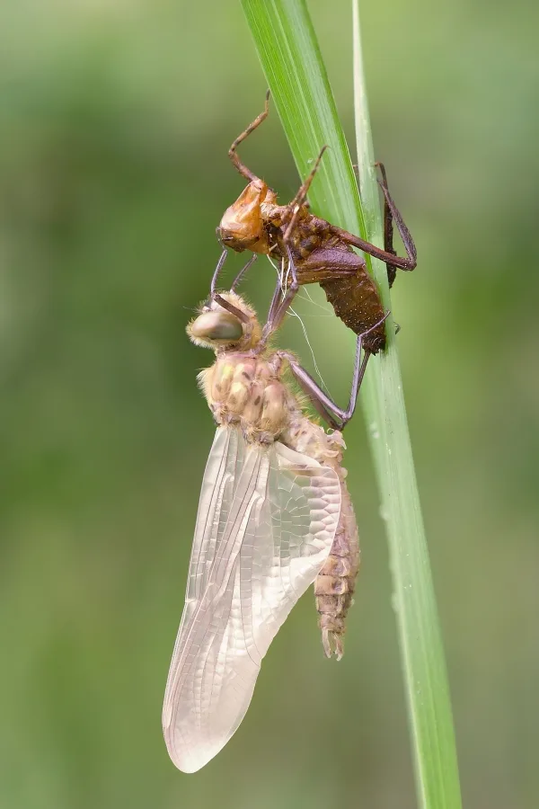 lesklice měděná ♂ (2015)
