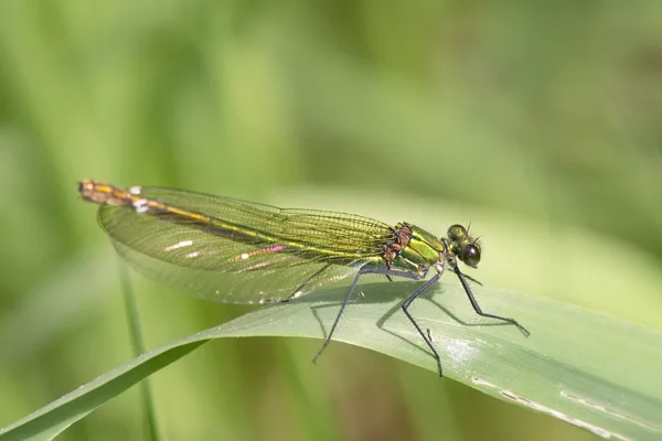motýlice lesklá ♀ (2015)