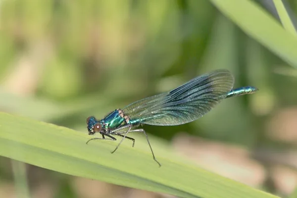 motýlice lesklá ♂ (2015)