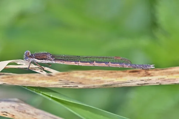 šídlatka hnědá ♂ (2015)