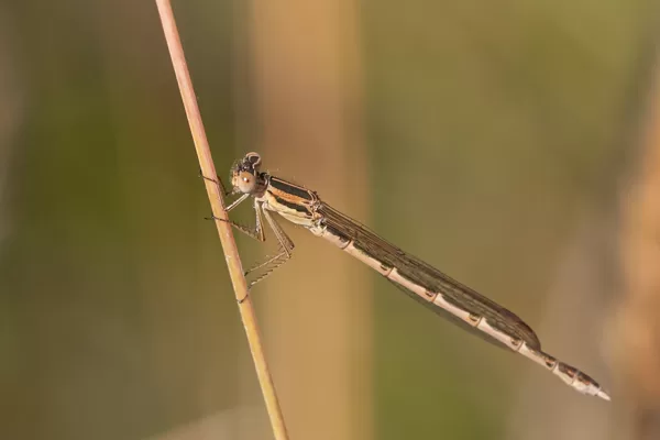 šídlatka hnědá ♀ (2022)