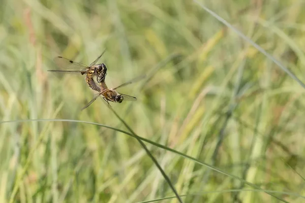 vážka čtyřskvrnná ♂ + ♀ (2018)
