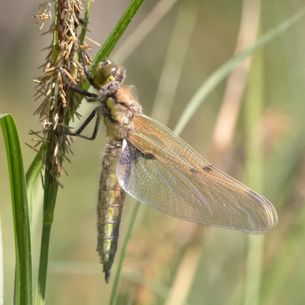 vážka čtyřskvrnná ♀ (2015)