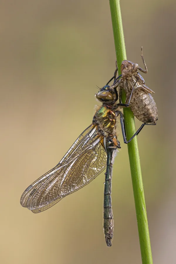 lesklice měděná ♂ (2020)